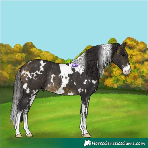 Horse Color:White Spotted Buckskin Sabino Rabicano