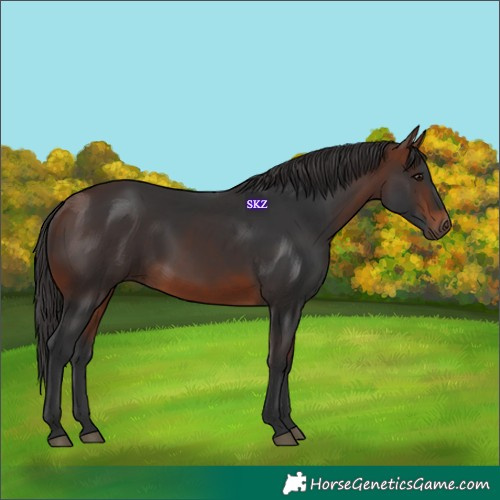 Horse Color:White Spotted Bay 