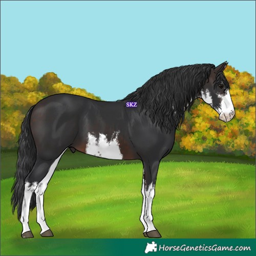 Horse Color:White Spotted Brown 