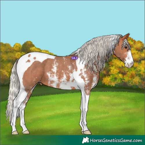 Horse Color:Silver Bay Sabino Tobiano Appaloosa 