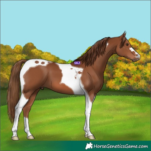 Horse Color:Chestnut Tobiano 