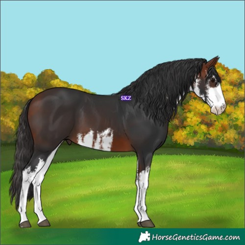 Horse Color:White Spotted Bay 