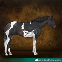Horse Color:Brown Tobiano 
