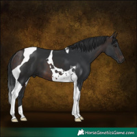 Horse Color:Brown Tobiano