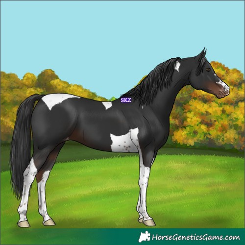 Horse Color:Liver Chestnut Tobiano Varnish