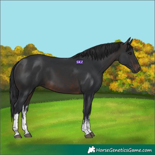Horse Color:White Spotted Brown 