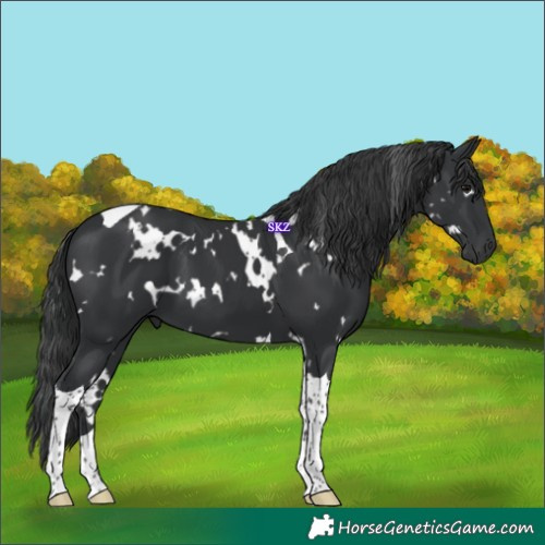 Horse Color:White Spotted Black Tobiano 