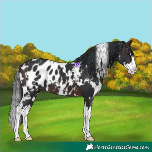 Horse Color:White Spotted Brown Splash Appaloosa 