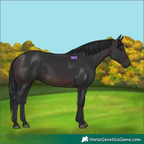 Horse Color:White Spotted Brown 