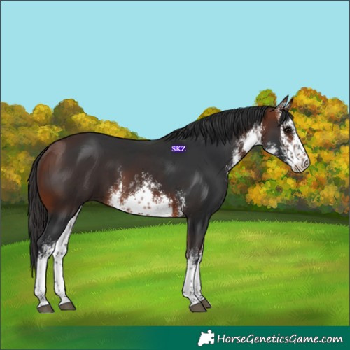 Horse Color:White Spotted Bay 