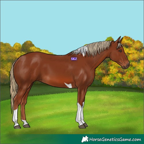 Horse Color:Chestnut Tobiano