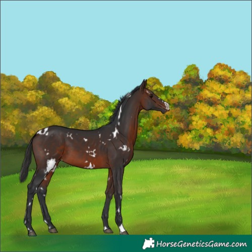 Horse Color:White Spotted Brown 