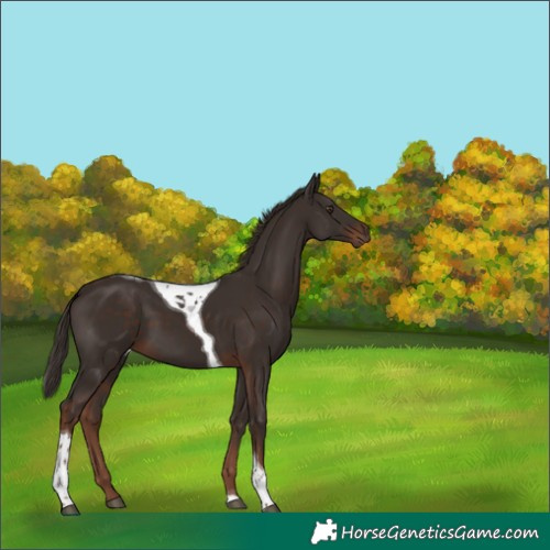 Horse Color:Liver Chestnut Tobiano 