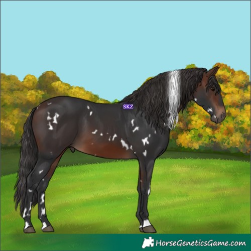Horse Color:White Spotted Brown 