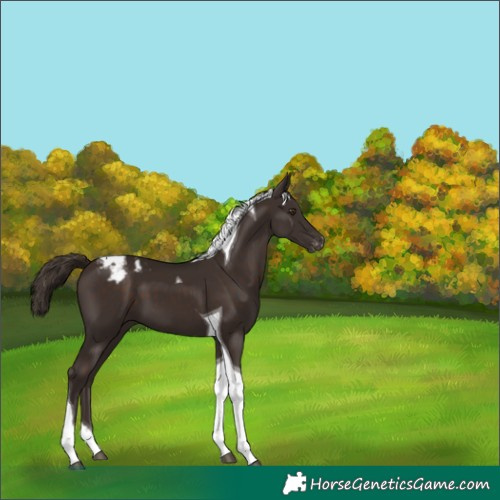 Horse Color:Liver Chestnut Tobiano Blanket