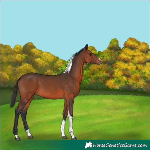 Horse Color:Brown Tobiano