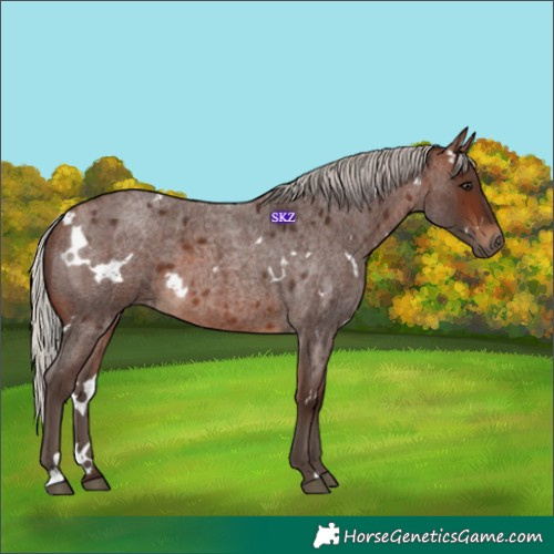 Horse Color:White Spotted Silver Brown Roan