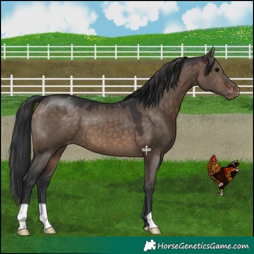 Horse Color:Brown Dun Varnish 
