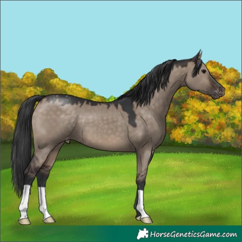 Horse Color:Brown Dun Varnish 