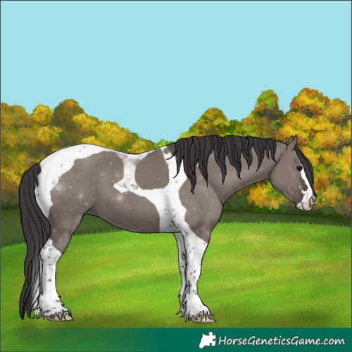 Horse Color:Smoky Grullo Tobiano