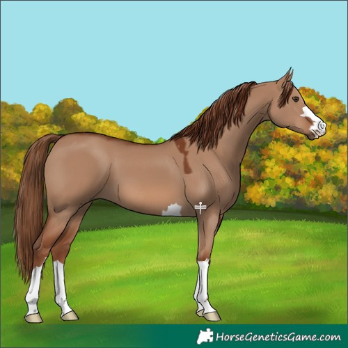 Horse Color:Red Dun 