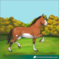 Horse Color:Bay Splash Frame 