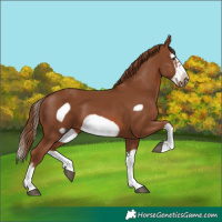 Horse Color:Chestnut Splash Frame