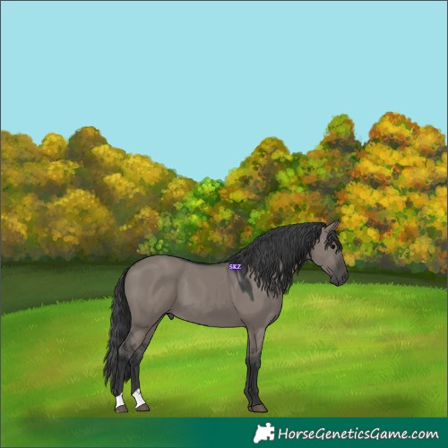 Horse Color:Grullo 