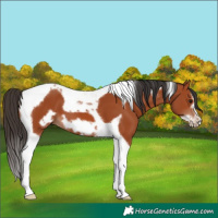 Horse Color:Bay Tobiano Frame 