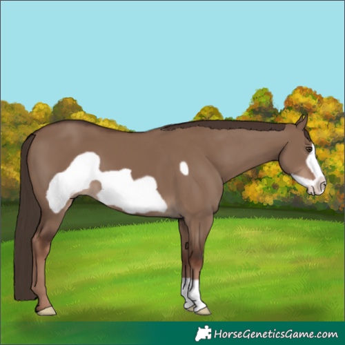 Horse Color:Liver Red Dun Frame