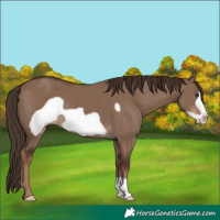 Horse Color:Liver Red Dun Frame 