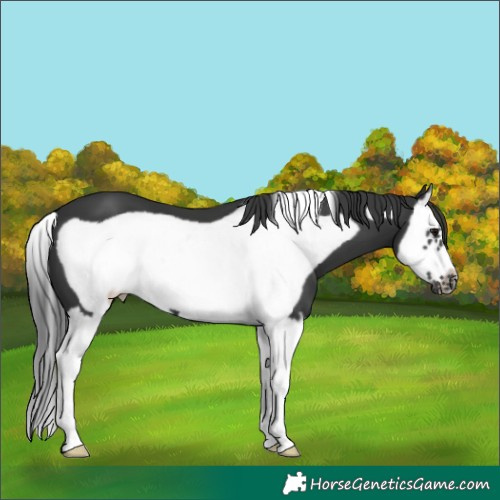 Horse Color:Black Splash Frame
