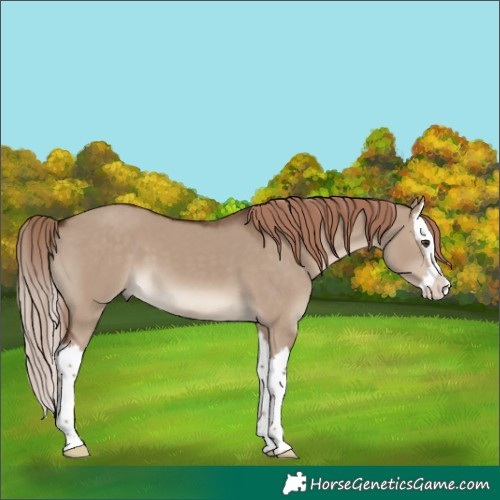 Horse Color:Liver Red Dun Splash 