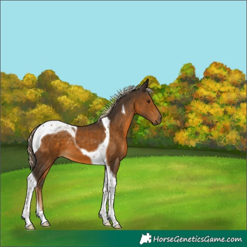 Horse Color:Chocolate Palomino Tobiano 