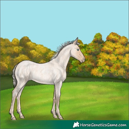 Horse Color:Cremello Roan 