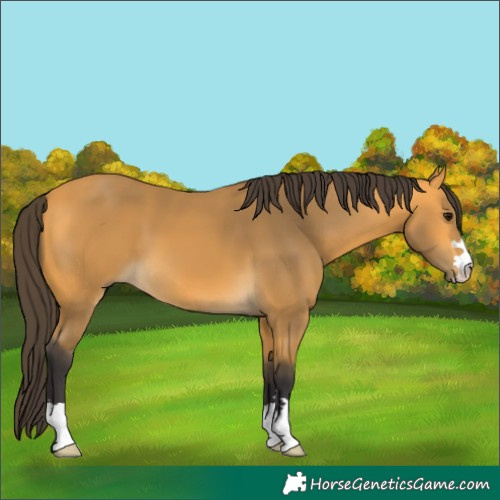 Horse Color:Buckskin 