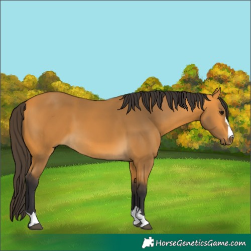 Horse Color:Buckskin 