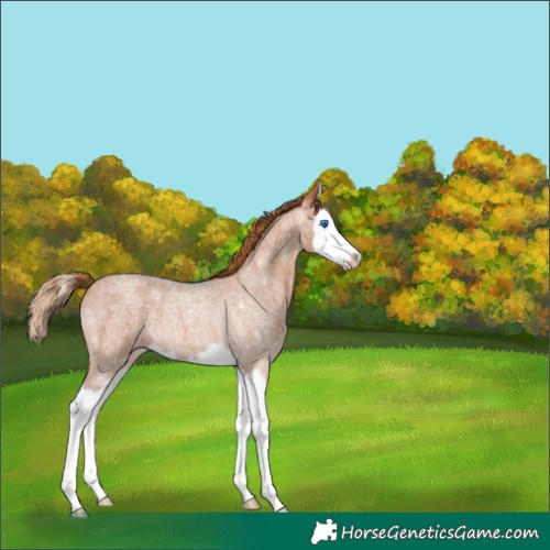 Horse Color:Red Roan Splash 