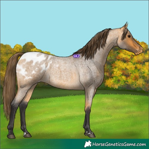 Horse Color:Buckskin Roan Blanket