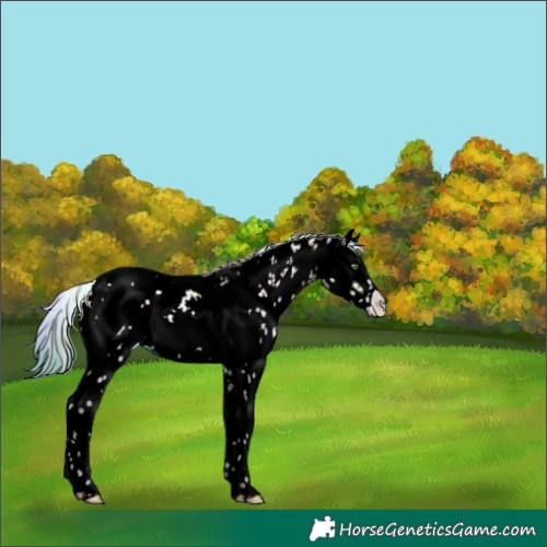 Horse Color:Nacre Watercolor Sable Champagne Sabino Splash Near Leopard