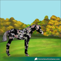 Horse Color:Nacre Amber Champagne Sabino Splash Tobiano 
