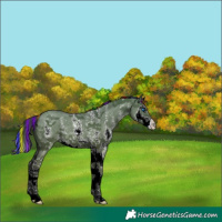 Horse Color:Painted Grullo Sabino Splash 