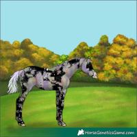 Horse Color:Nacre Silver Grullo Splash Tobiano 