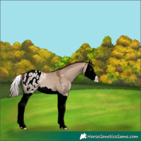 Horse Color:Classic Champagne Dun Splash Appaloosa 