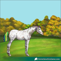 Horse Color:Painted Nacre Classic Champagne Sabino Splash Tobiano Appaloosa