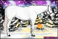 Horse Color:Chocolate Palomino Ice Appaloosa 