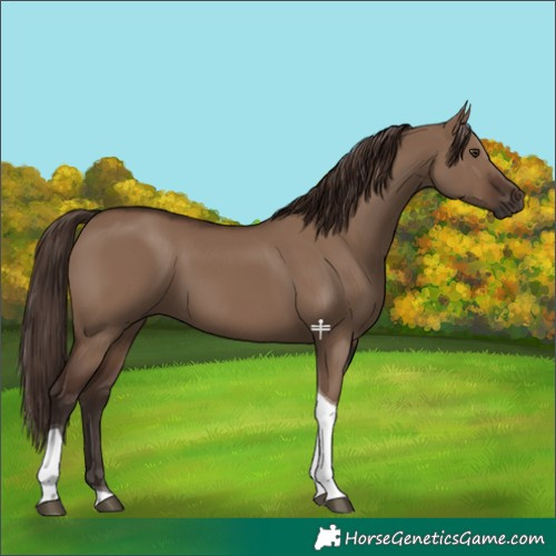 Horse Color:Liver Red Dun Tobiano 
