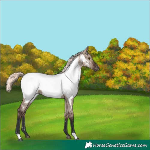 Horse Color:Liver Red Dun Mushroom Near Fewspot 