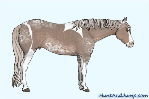 Horse Color:Silver Black Ice Sabino Splash Tobiano 