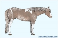 Horse Color:Silver Black Ice Sabino Splash Tobiano 